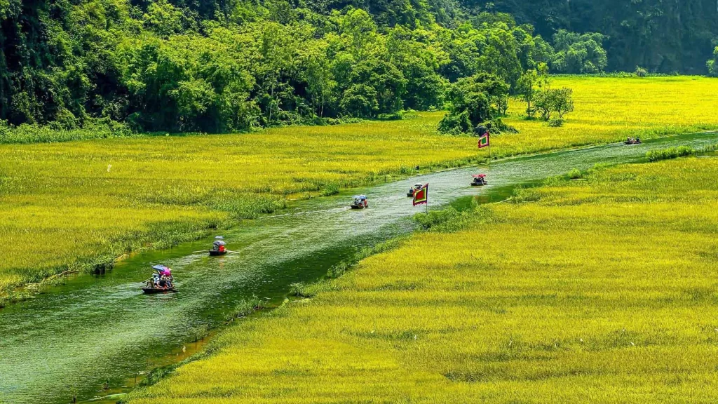 Phong cảnh đồng lúa Ninh Bình nhìn từ trên cao